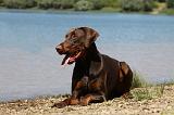 DOBERMANN 1157